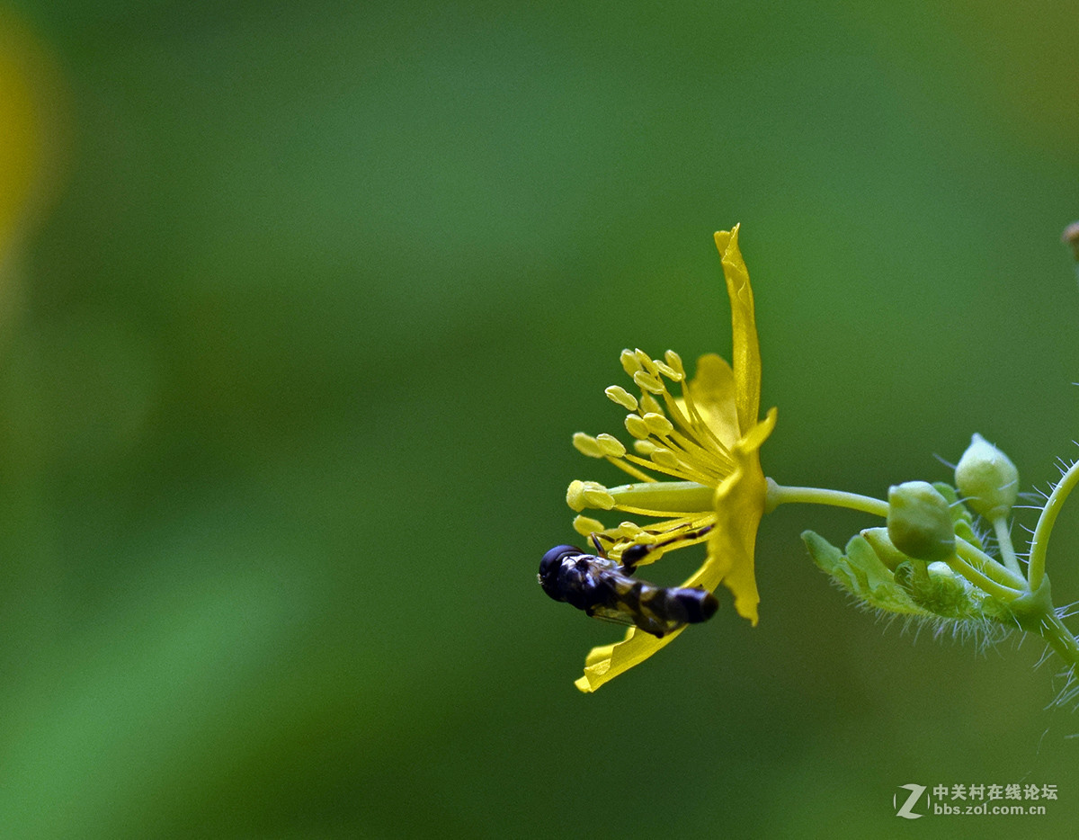 《白屈菜与鸭跖草》