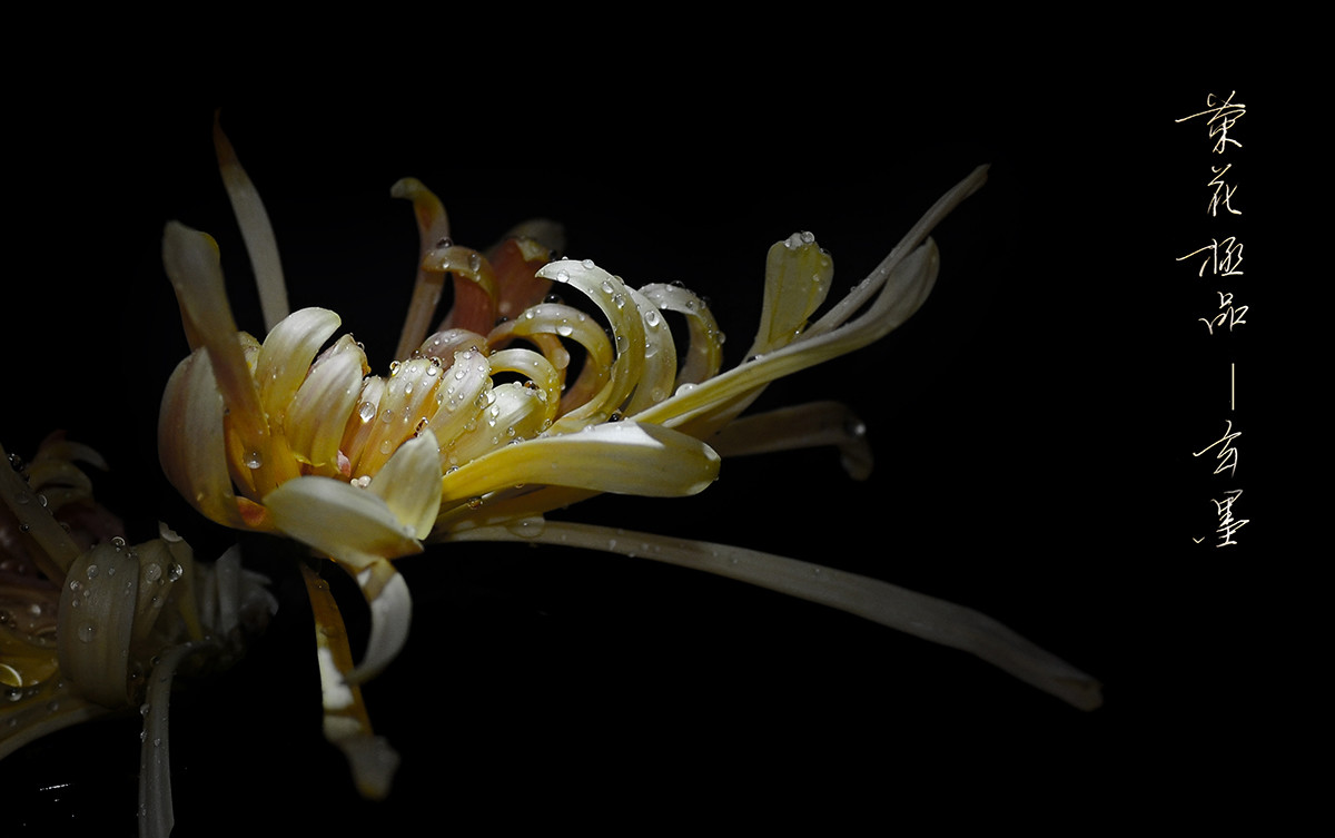 菊花极品——玄墨