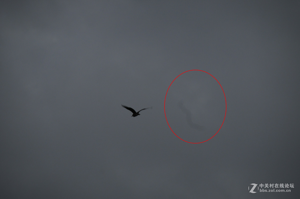 新手求助，D300S拍出的照片有一道划痕？