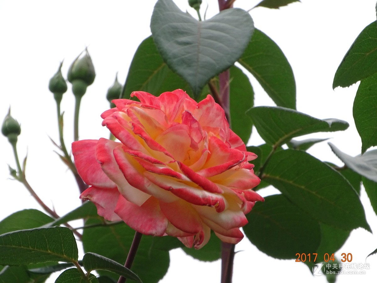 郑州   芍药花    月季花