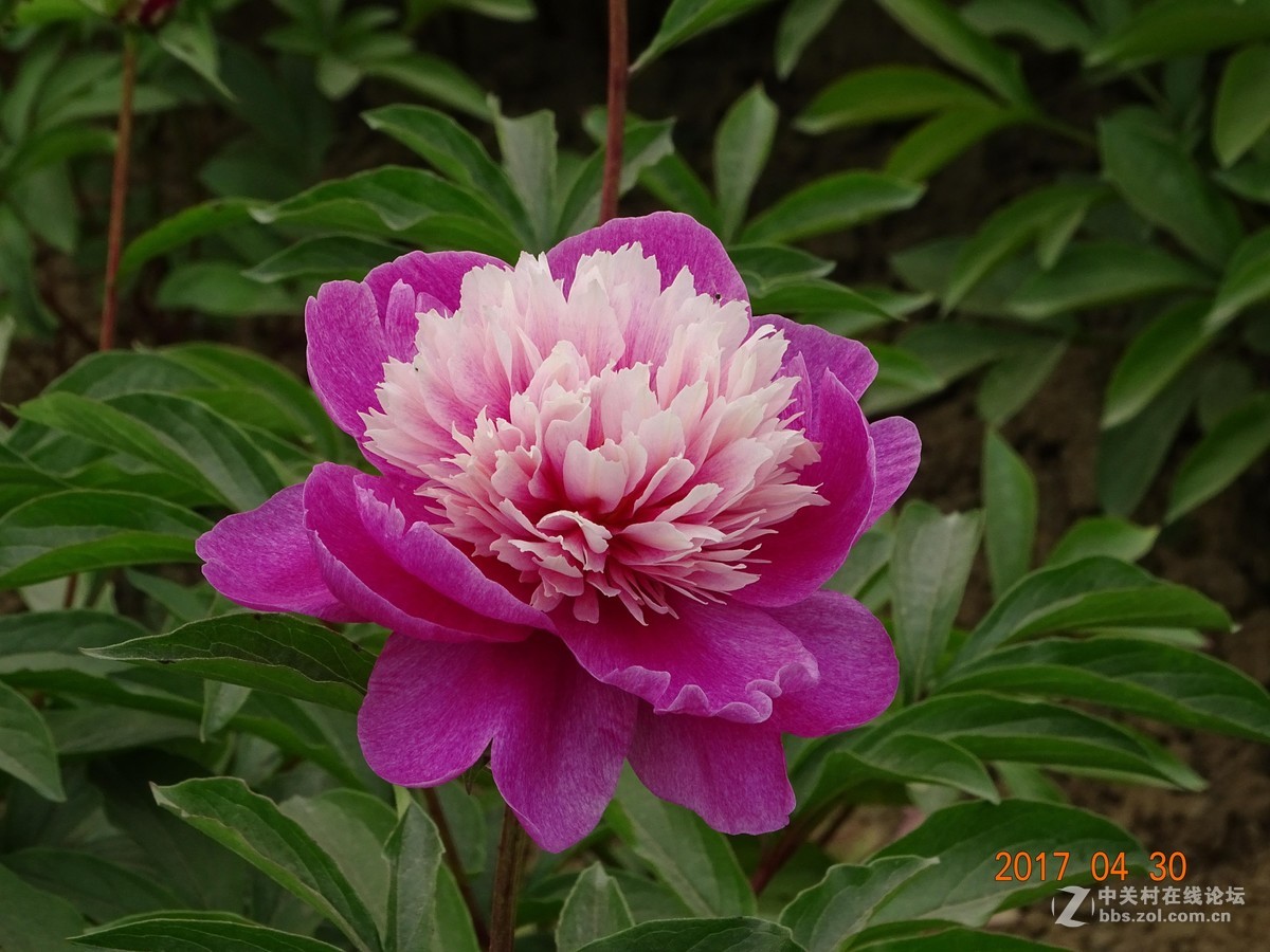 郑州   芍药花    月季花