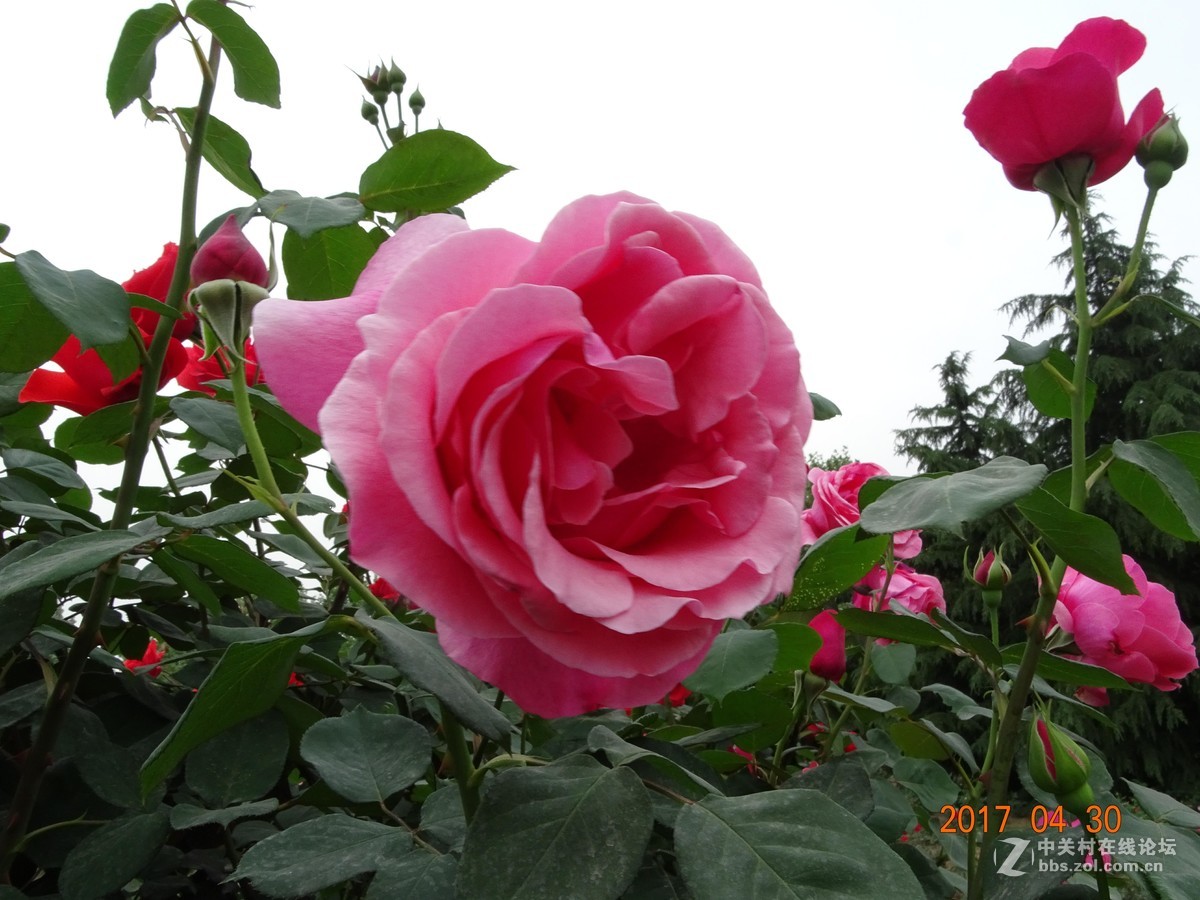 郑州   芍药花    月季花