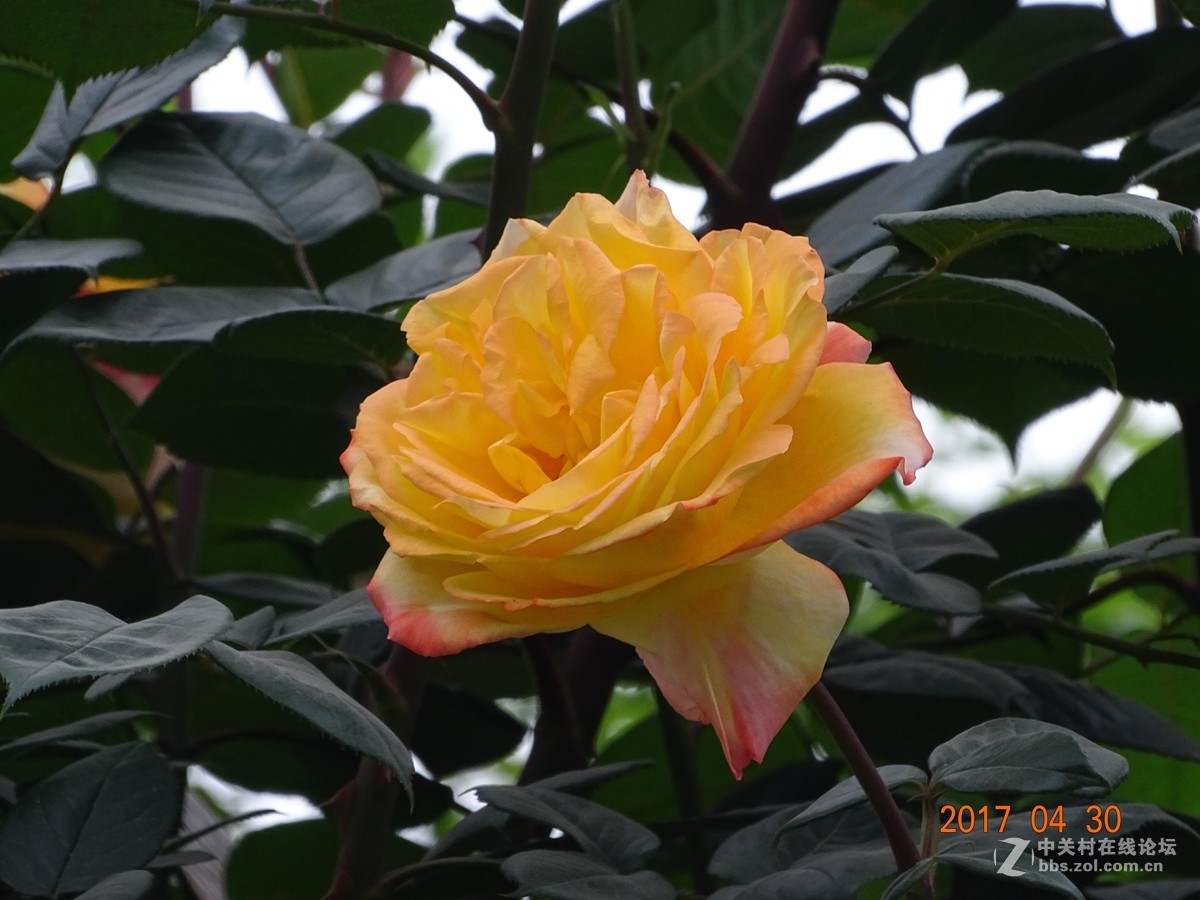 郑州   芍药花    月季花