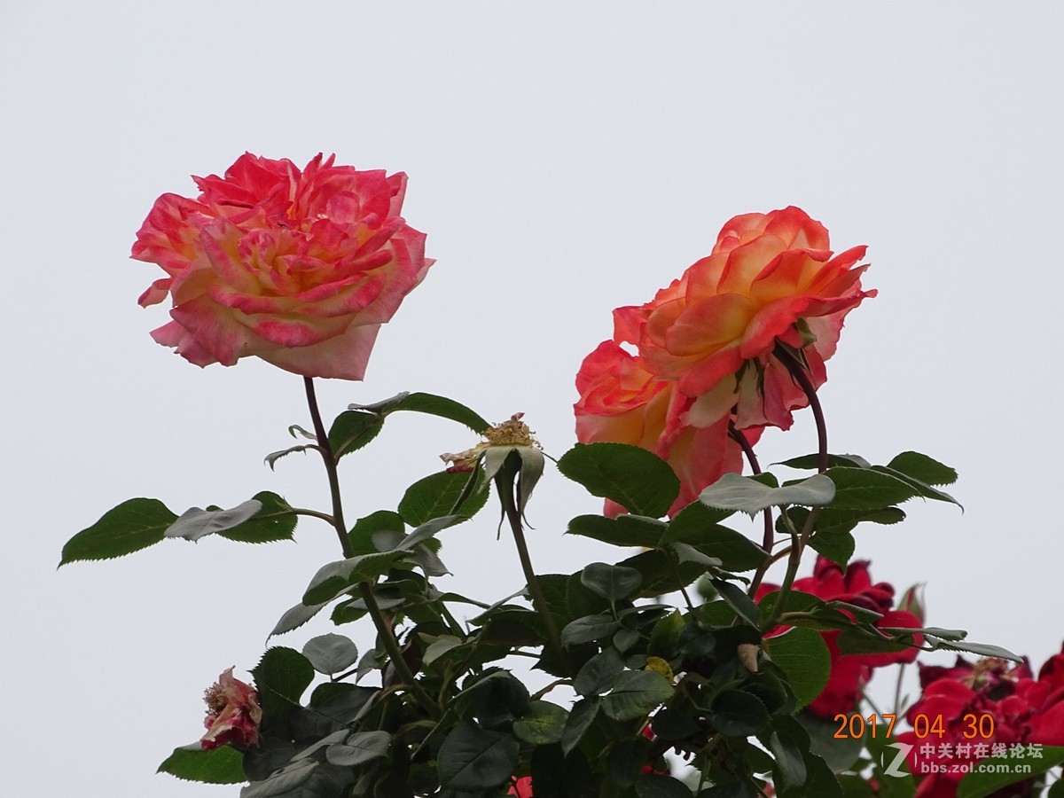 郑州   芍药花    月季花