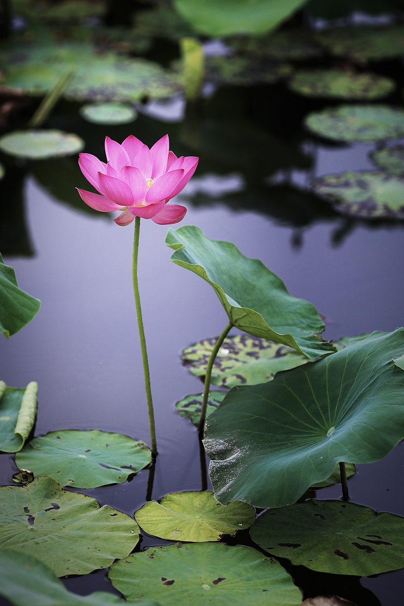 摄影论坛 摄影作品论坛 自然风景论坛 2017荷花摄影器材:佳能6d(单机)