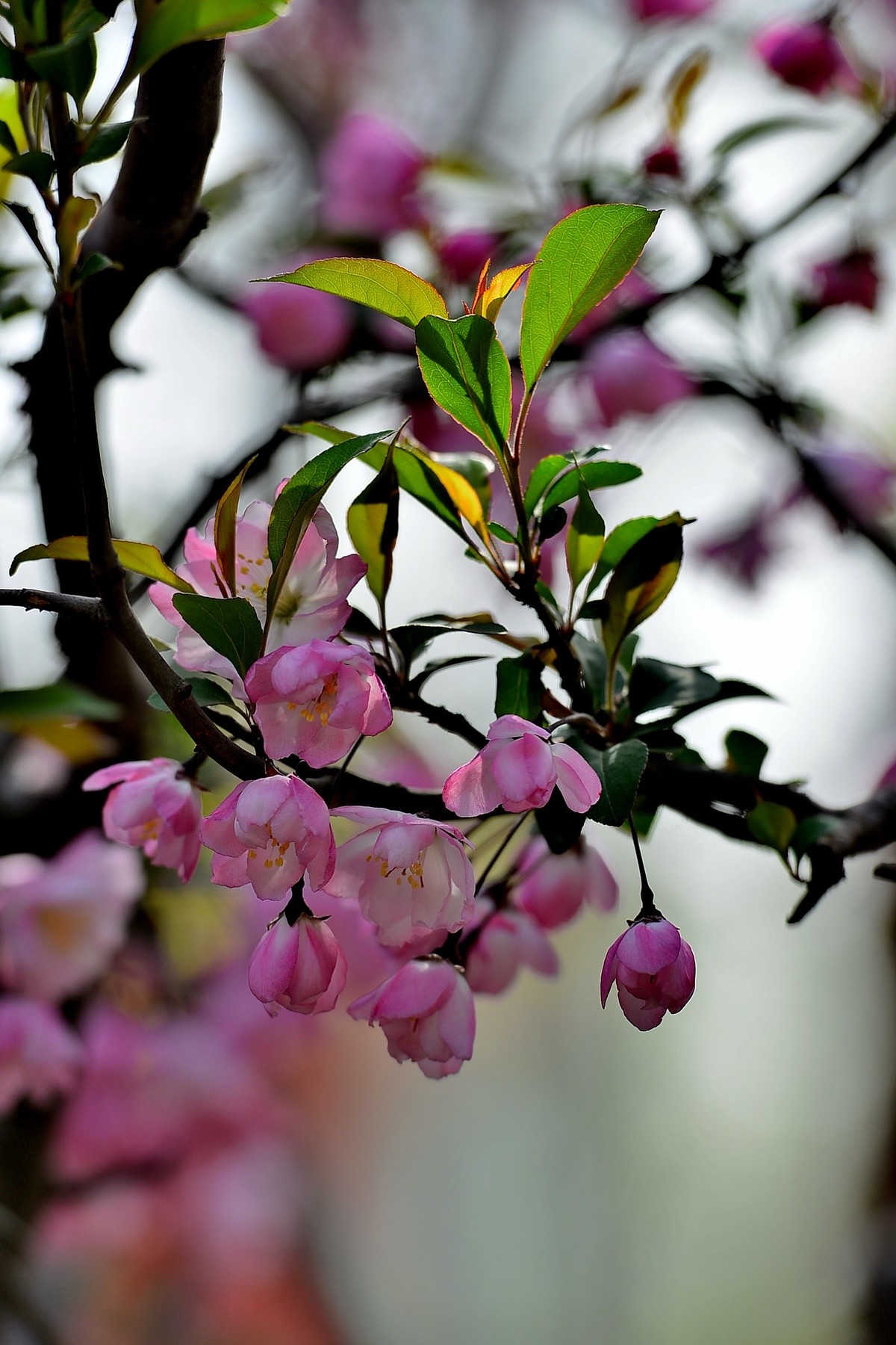 碧沙岗公园第十届海棠节2   201803017