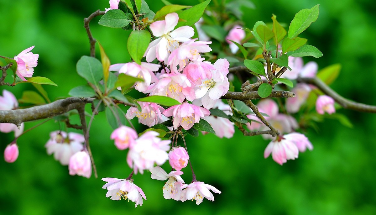 碧沙岗公园第十届海棠节2   201803017