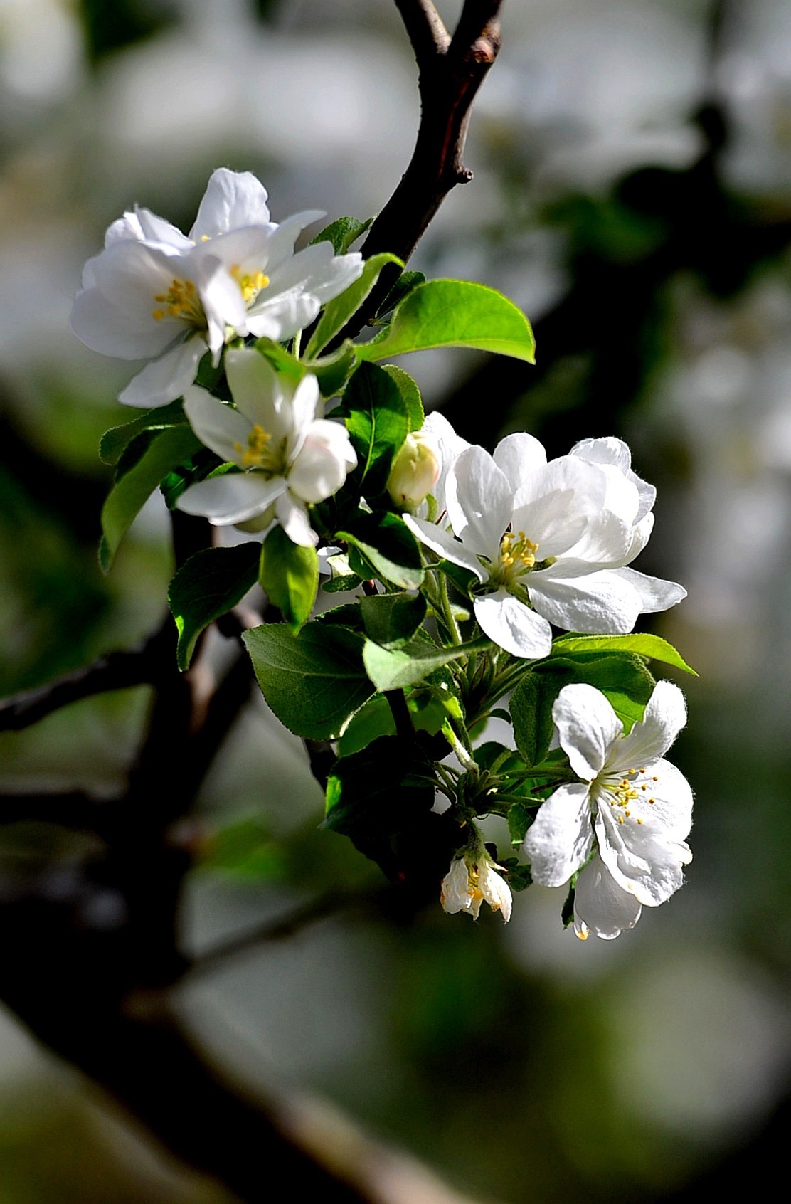 碧沙岗公园第十届海棠节2   201803017