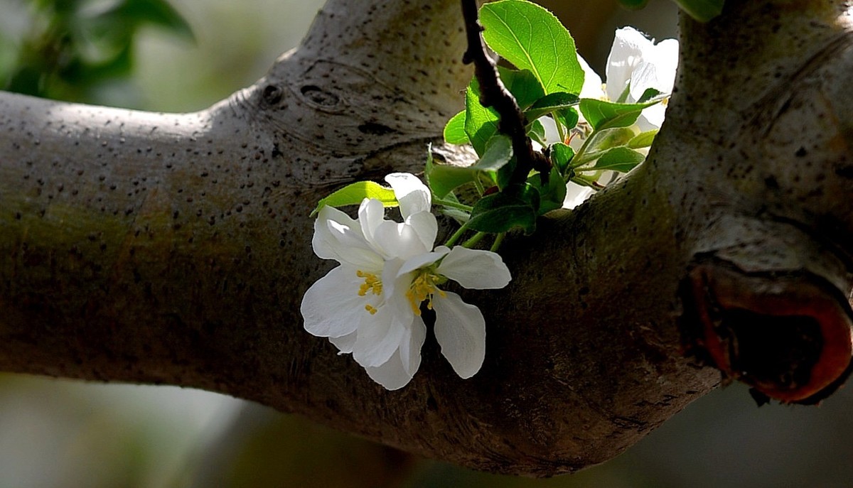 碧沙岗公园第十届海棠节2   201803017
