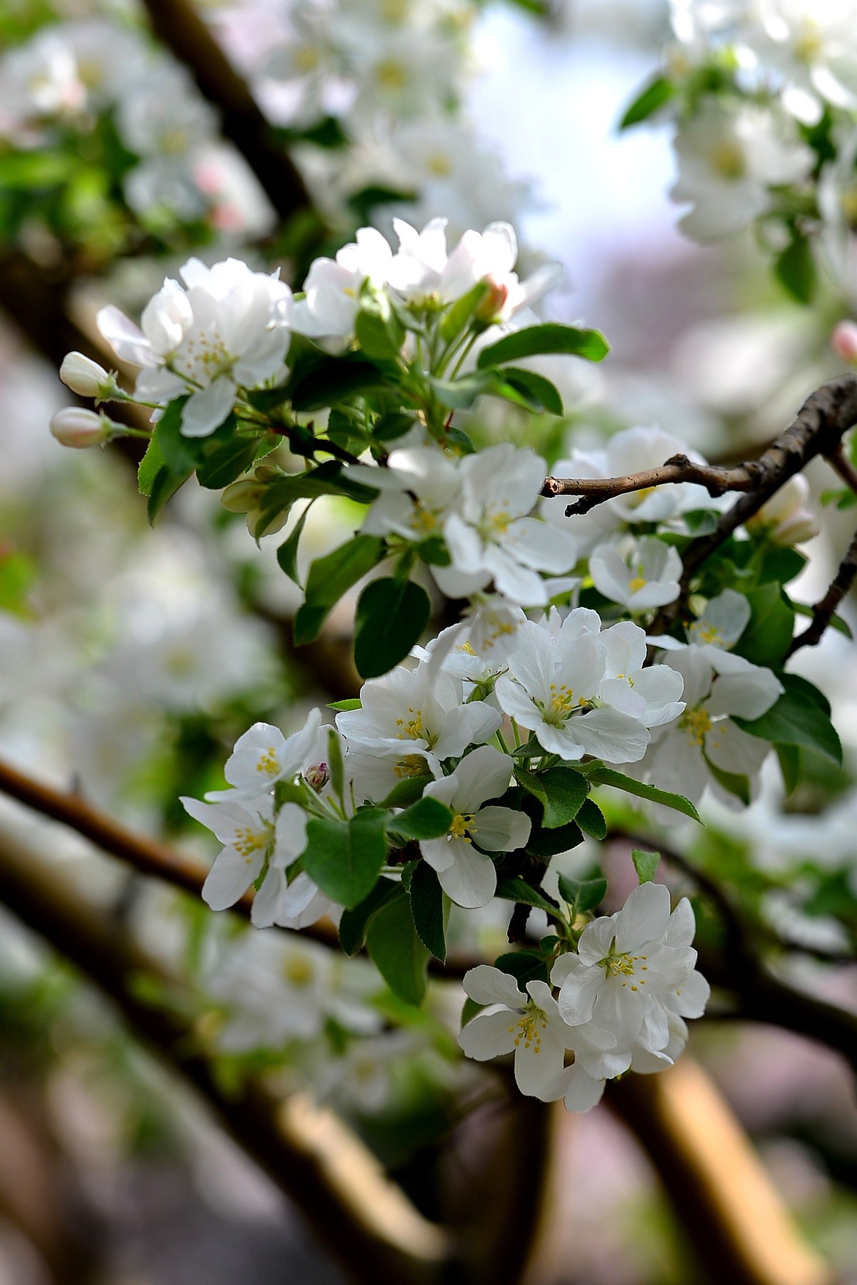 碧沙岗公园第十届海棠节2   201803017