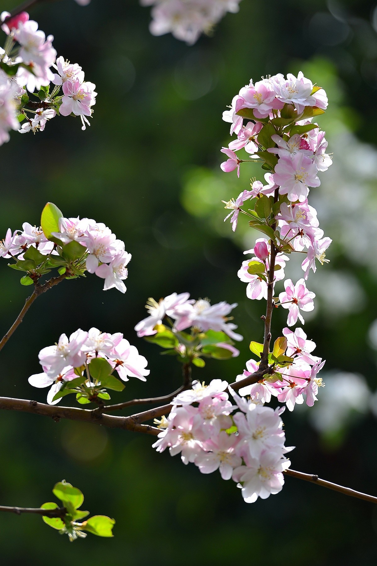 碧沙岗公园第十届海棠节2   201803017