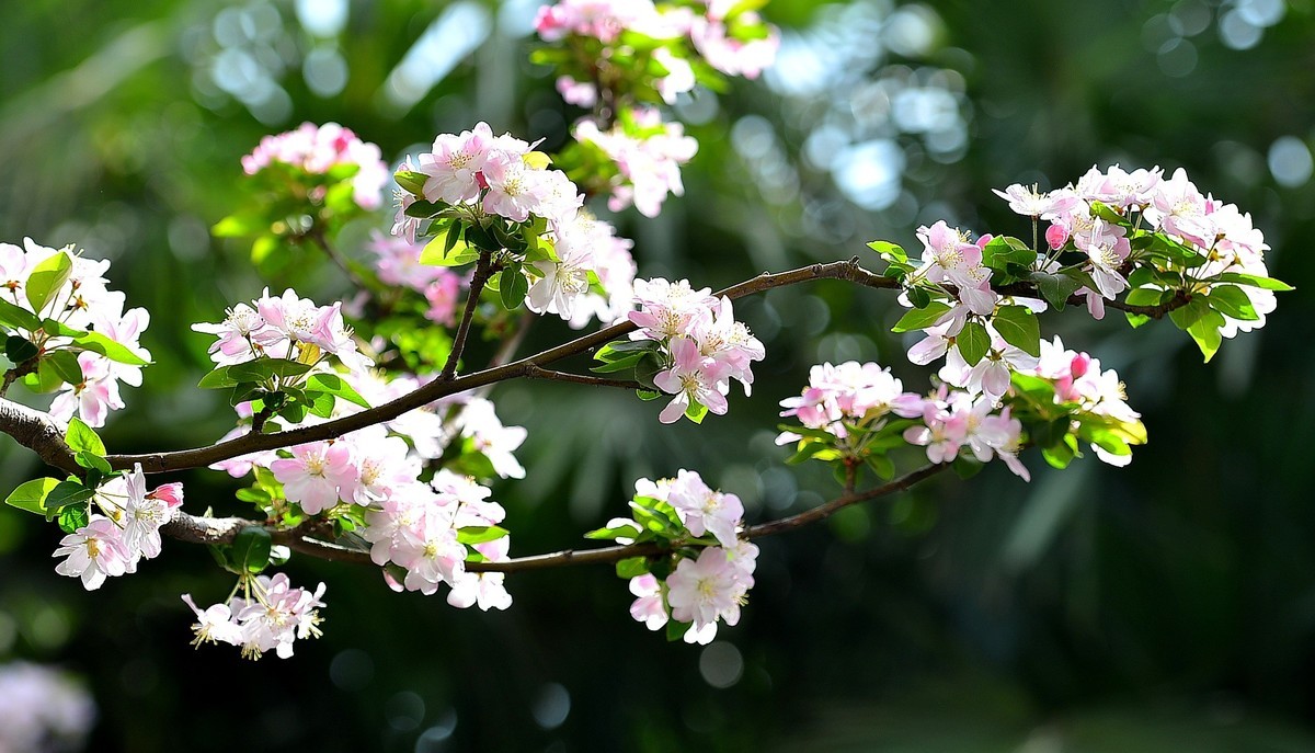 碧沙岗公园第十届海棠节2   201803017