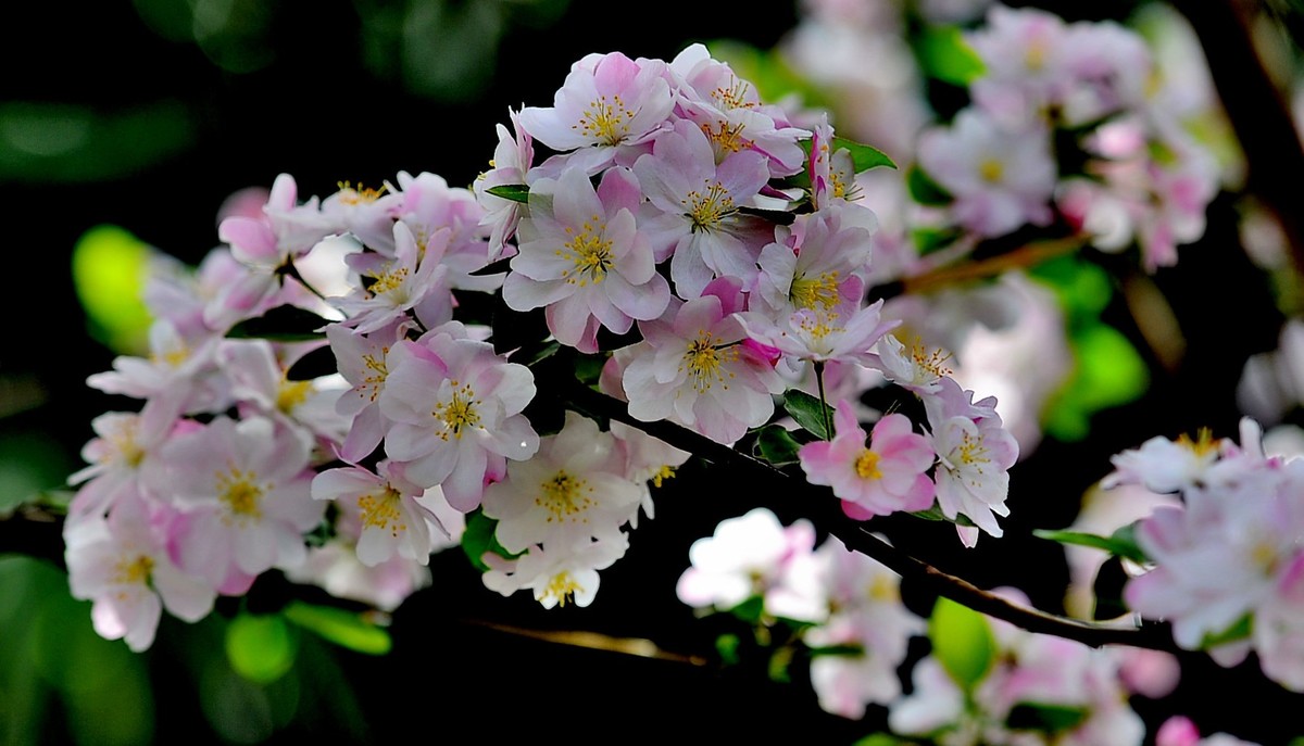 碧沙岗公园第十届海棠节2   201803017