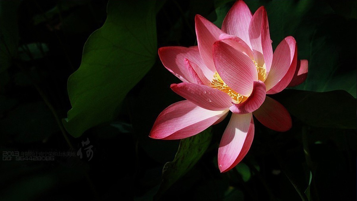 2013年随拍【莲语。只为你妖娆 （一）】