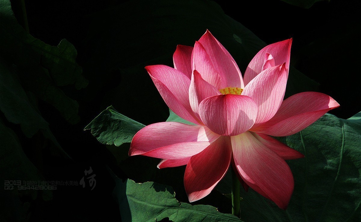 2013年随拍【莲语。只为你妖娆 （一）】