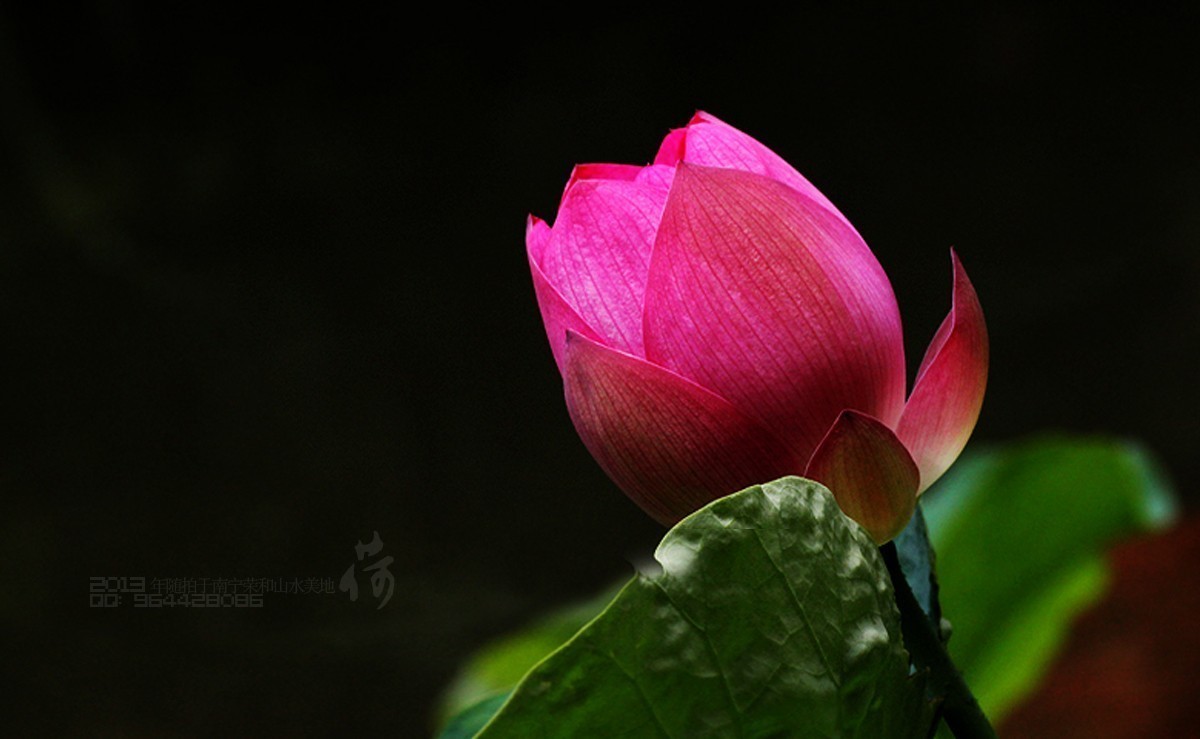 2013年随拍【莲语。只为你妖娆 （一）】