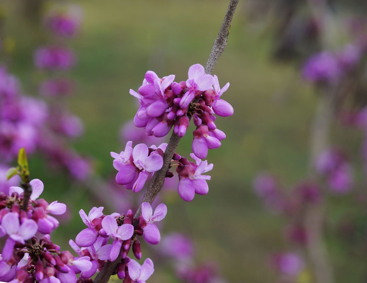 a3000搭配适马60mmf2.8 Art镜头拍摄效果