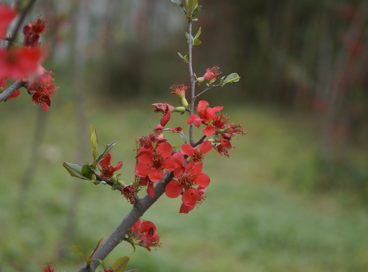a3000搭配适马60mmf2.8 Art镜头拍摄效果