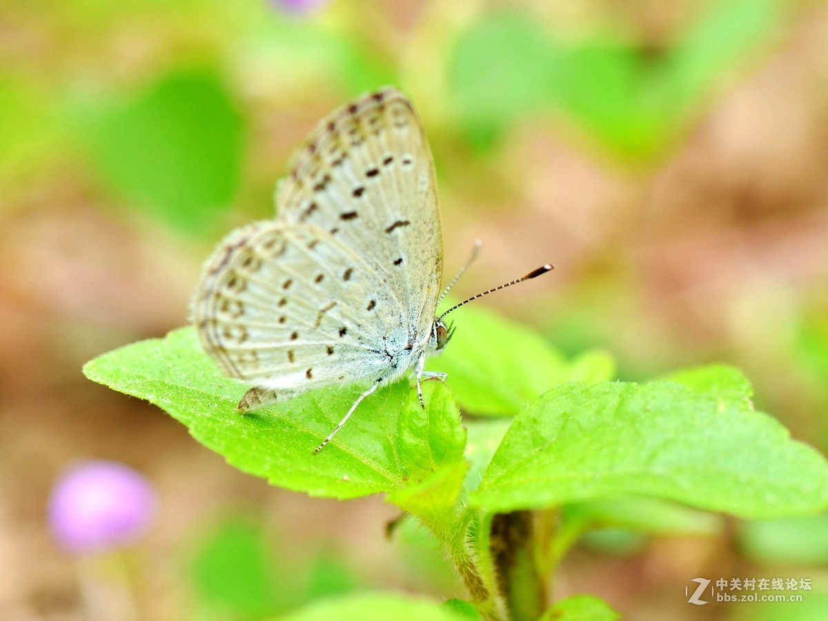 （小灰蝶 ）天天看到本板星空(中国)里(寒江渔翁X)拍蝶，去公园自己也学习试拍