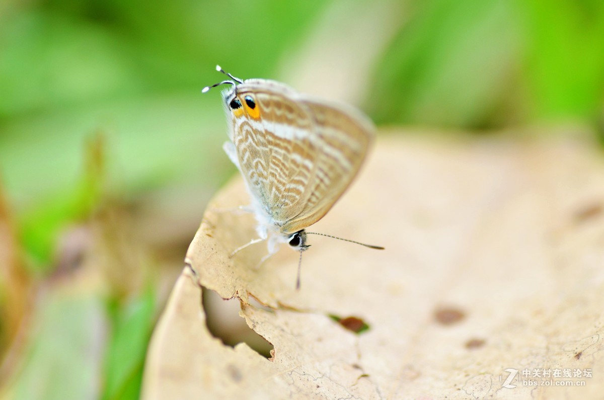 （小灰蝶 ）天天看到本板星空(中国)里(寒江渔翁X)拍蝶，去公园自己也学习试拍