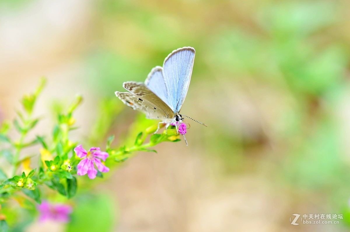 （小灰蝶 ）天天看到本板星空(中国)里(寒江渔翁X)拍蝶，去公园自己也学习试拍