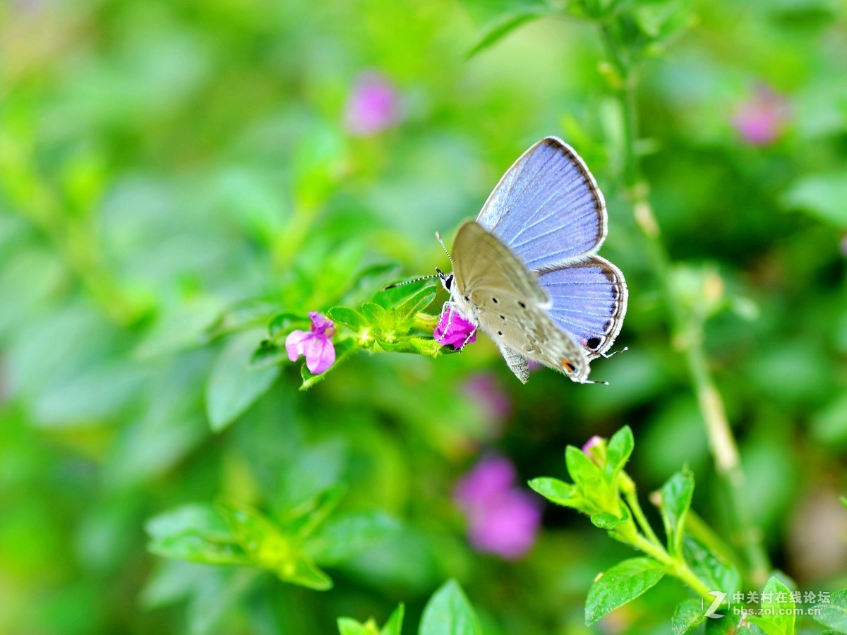 （小灰蝶 ）天天看到本板星空(中国)里(寒江渔翁X)拍蝶，去公园自己也学习试拍