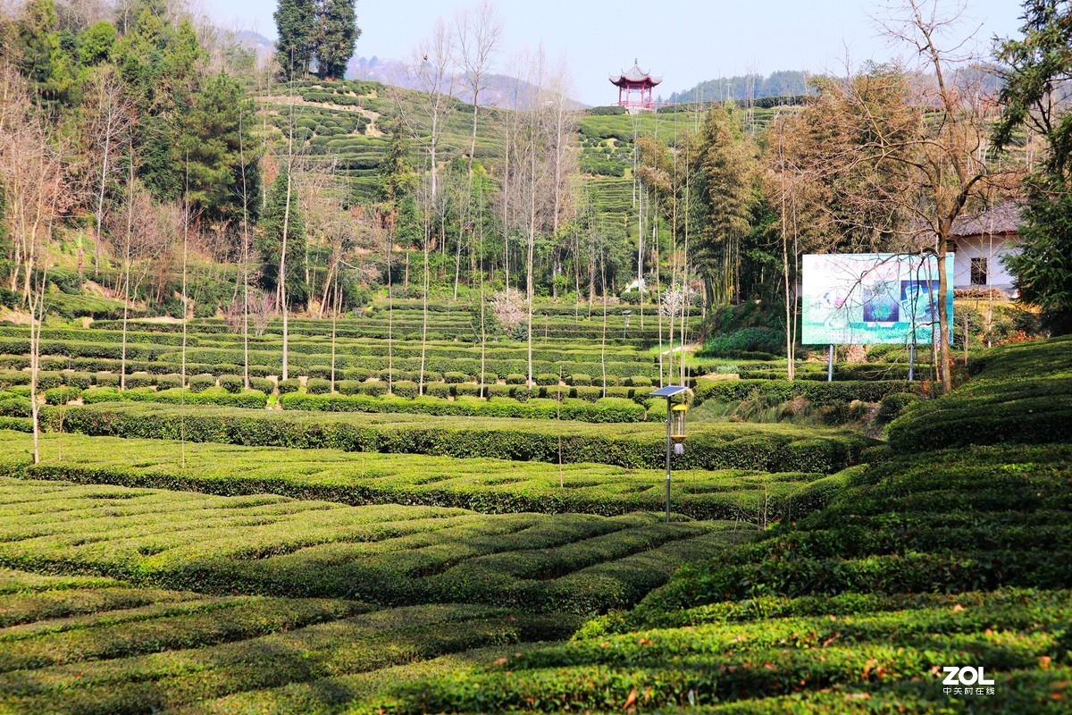 清明节前拍江榜茶园《9》