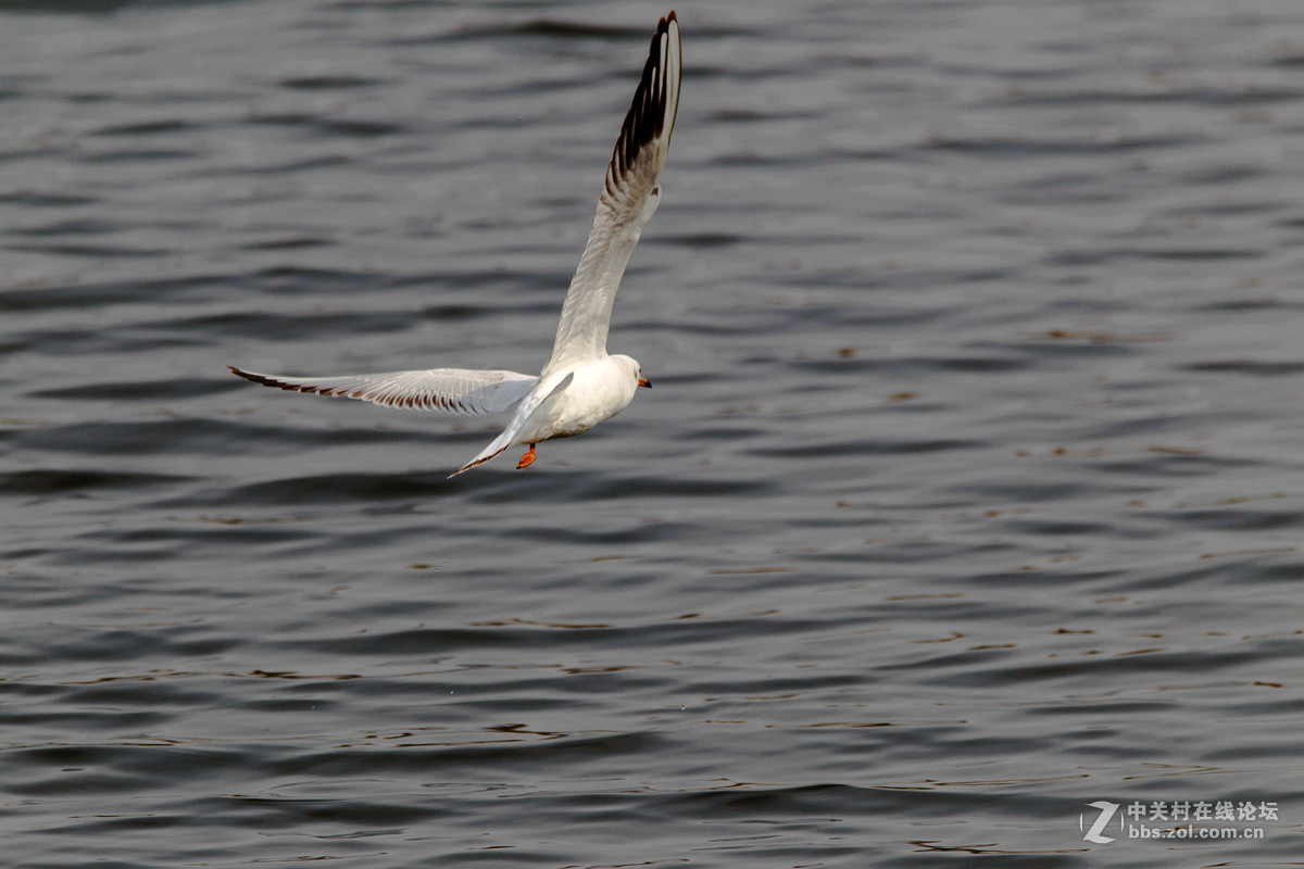 初试小马四之红嘴鸥