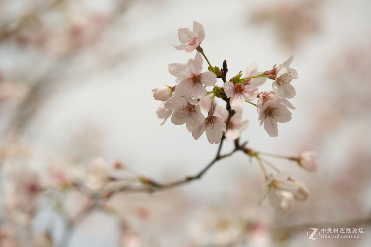 #佳能月赛-与佳能一起去踏青#---平坝万亩樱花林