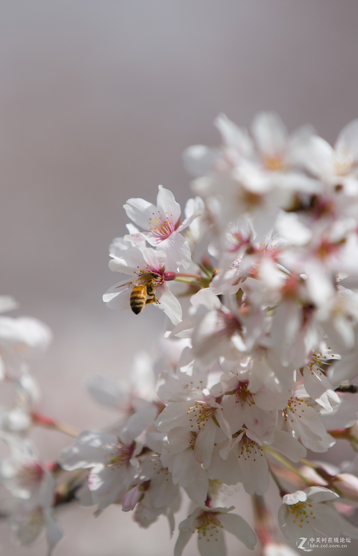 #佳能月赛-与佳能一起去踏青#---平坝万亩樱花林