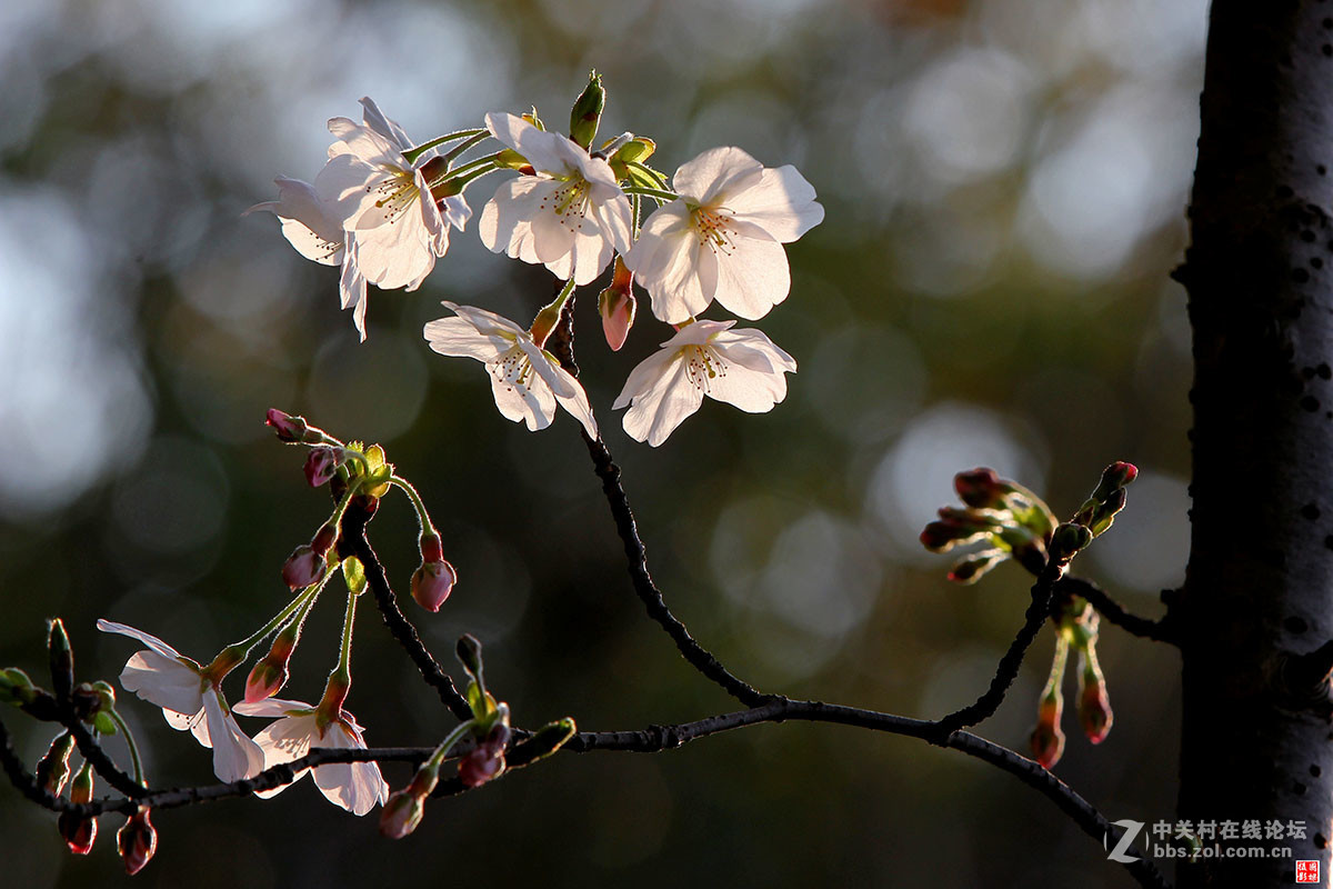 2017同济大学樱花秀