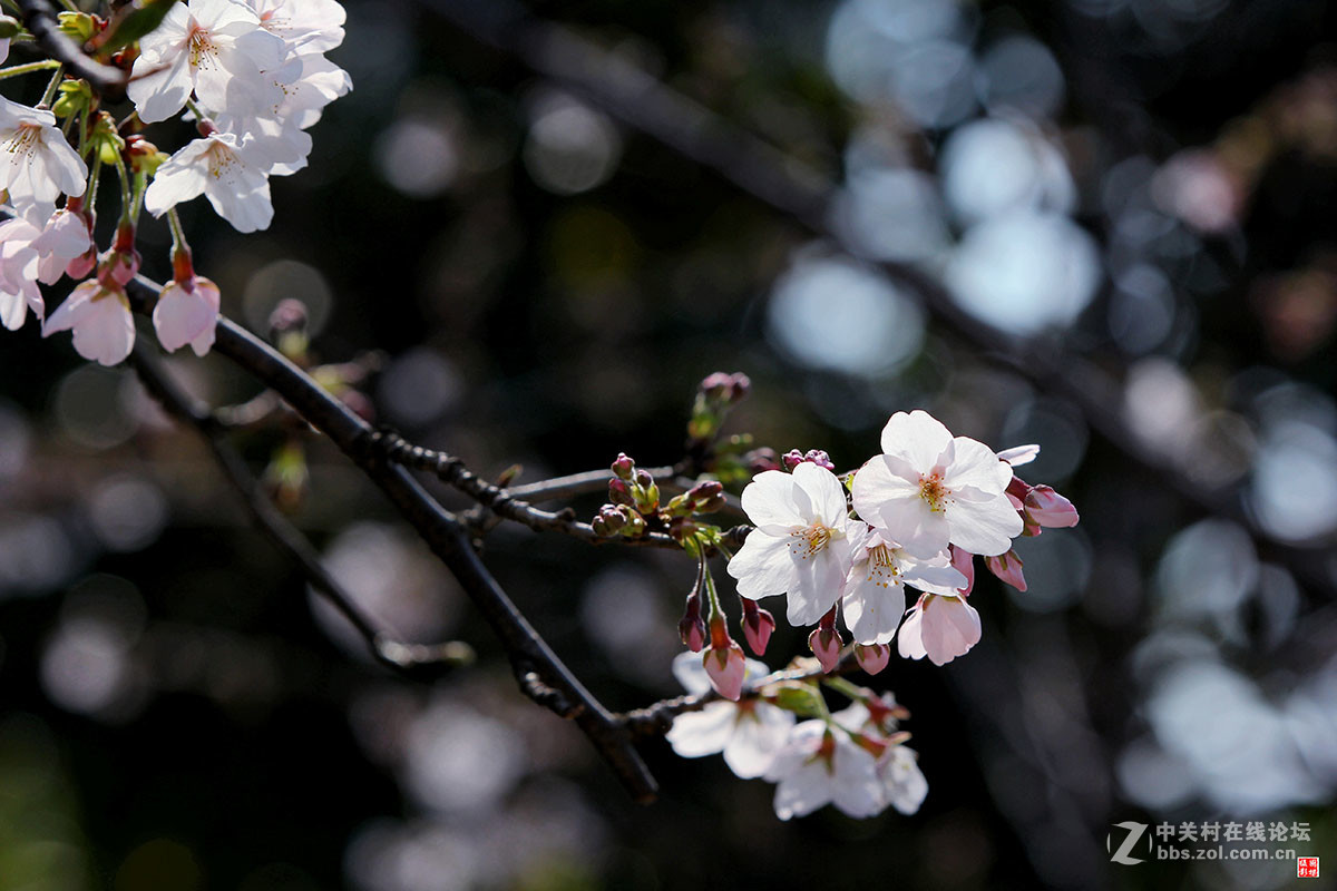 2017同济大学樱花秀