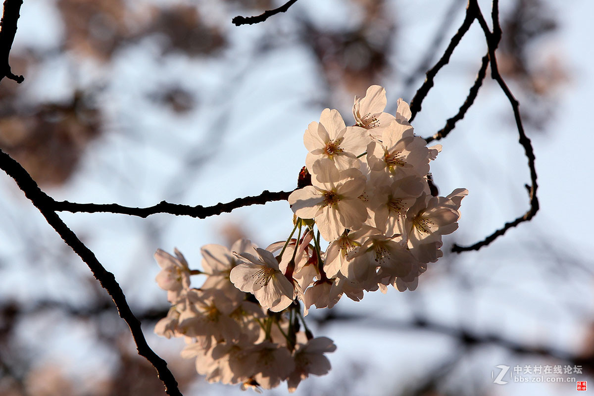 2017同济大学樱花秀