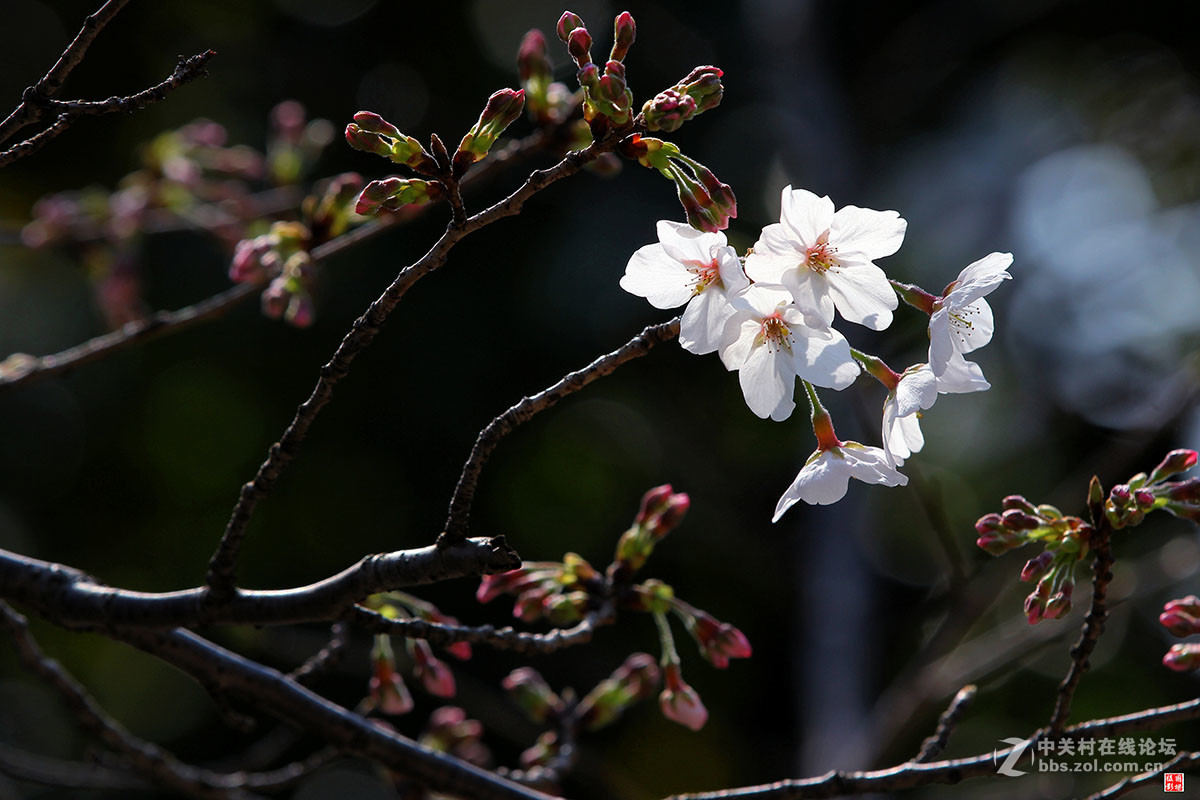 2017同济大学樱花秀