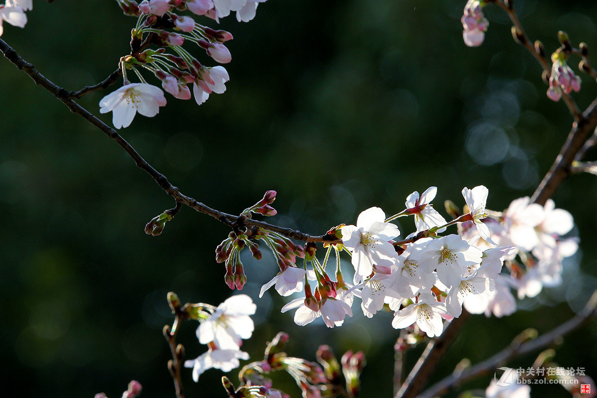 2017同济大学樱花秀