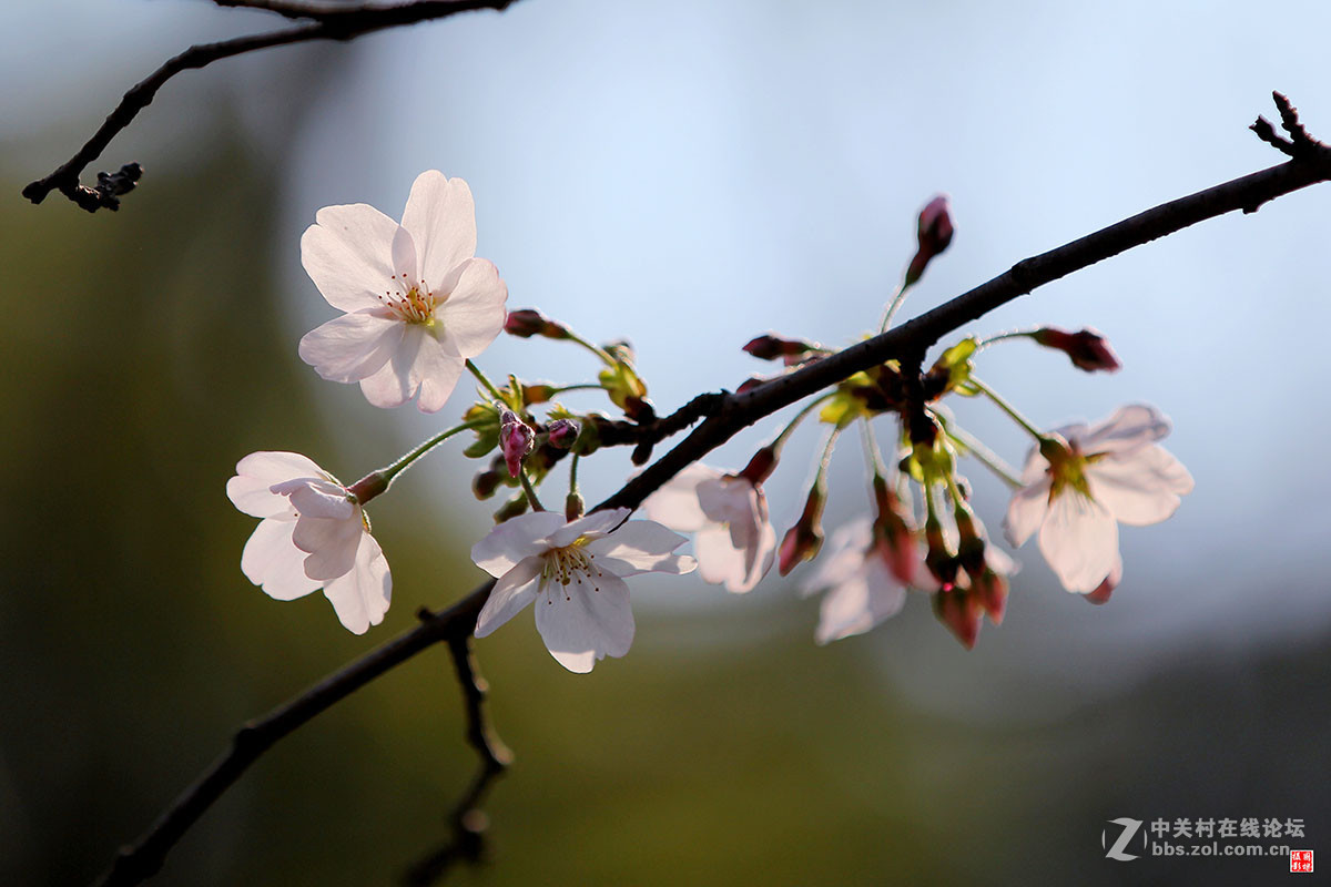 2017同济大学樱花秀