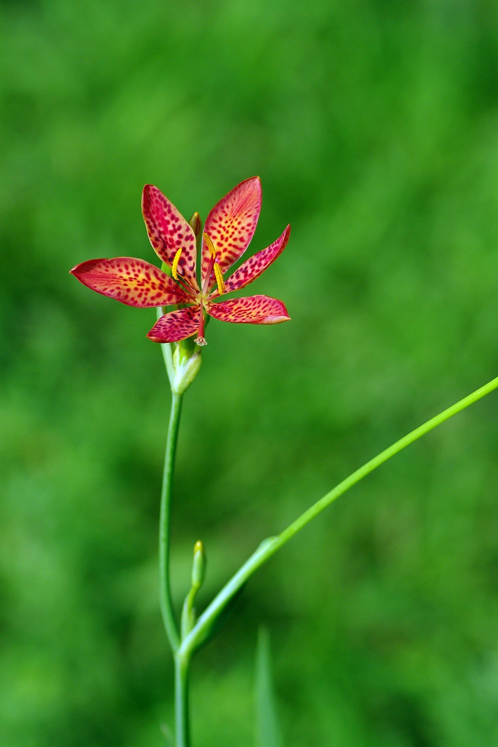 绿——让疲倦的心灵得到安宁与休息