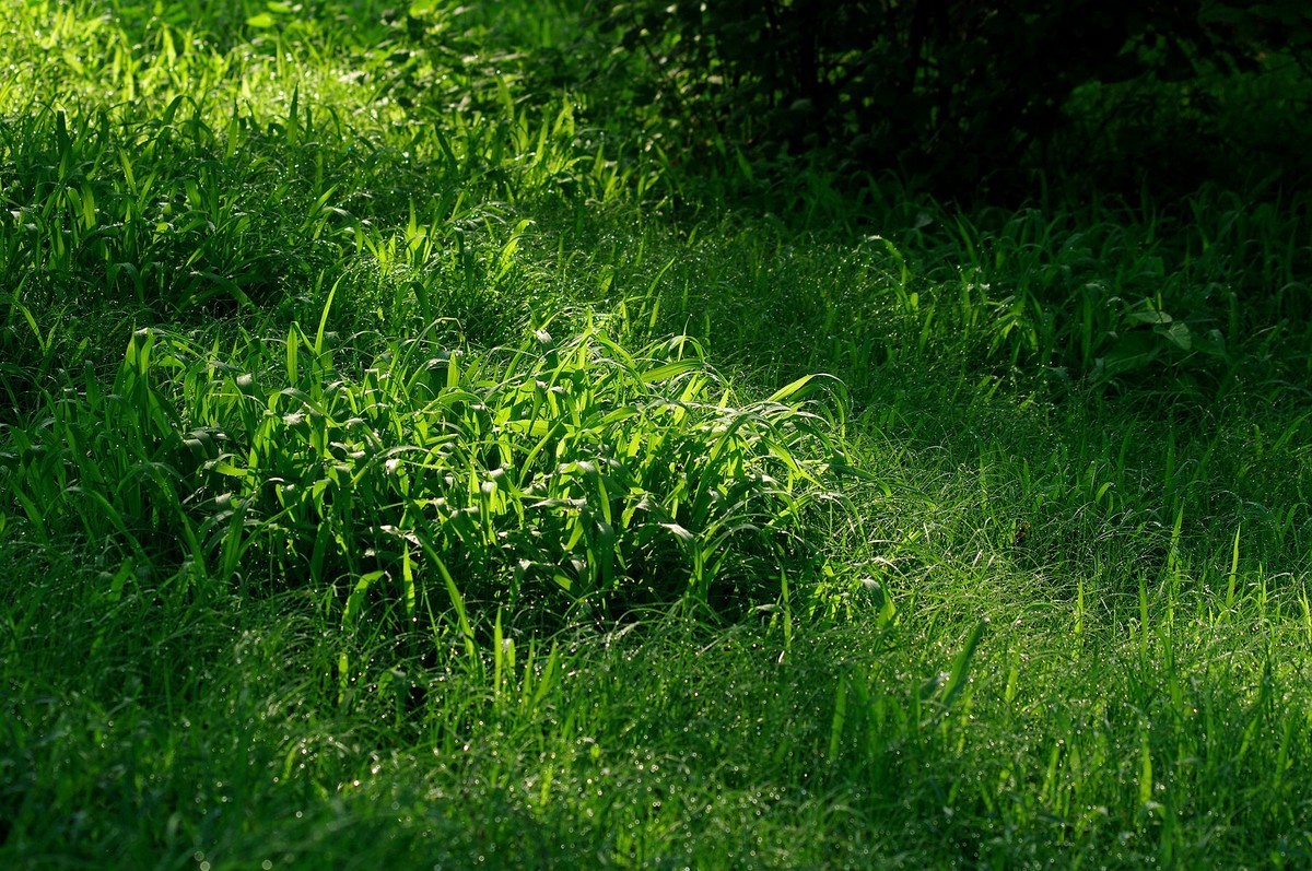 绿——让疲倦的心灵得到安宁与休息