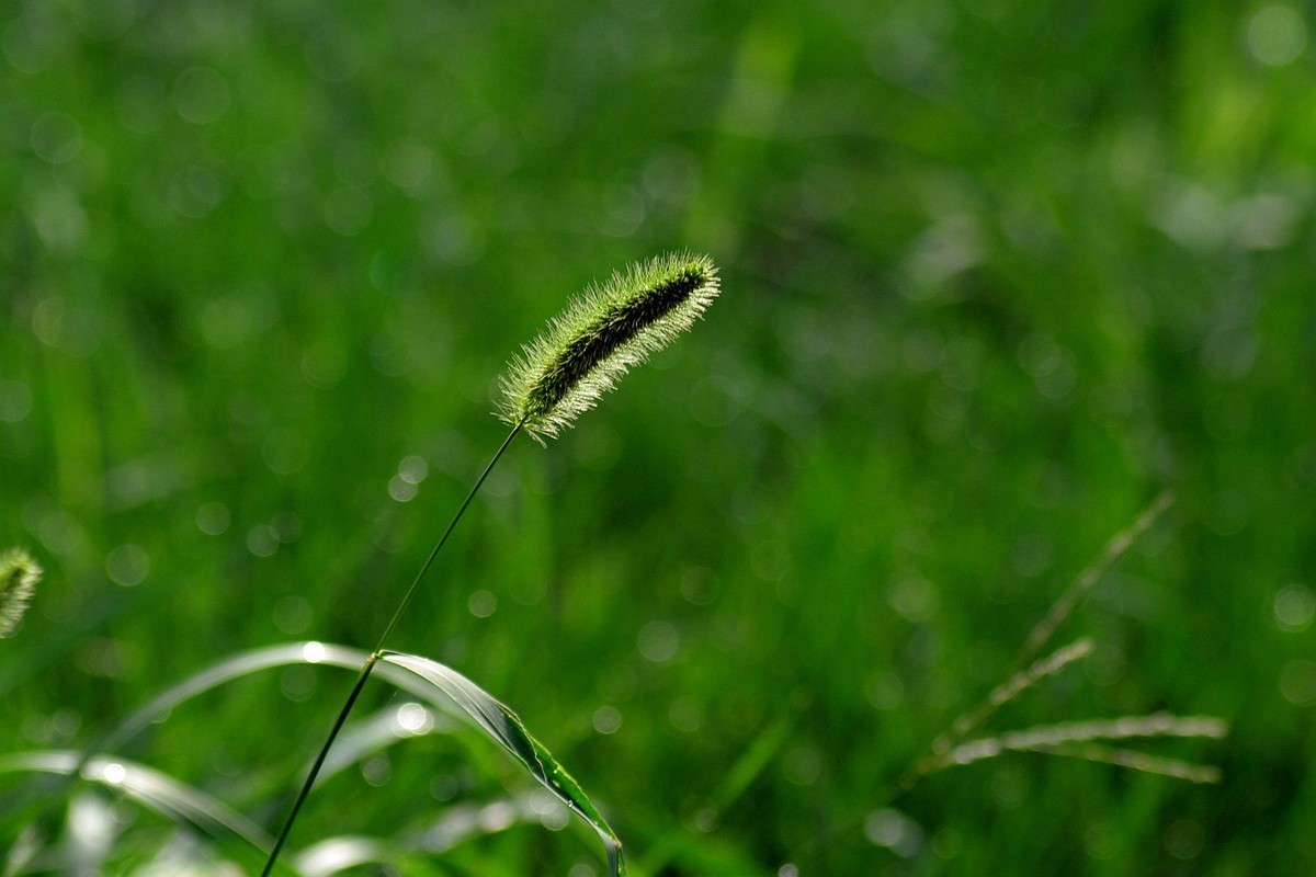 绿——让疲倦的心灵得到安宁与休息