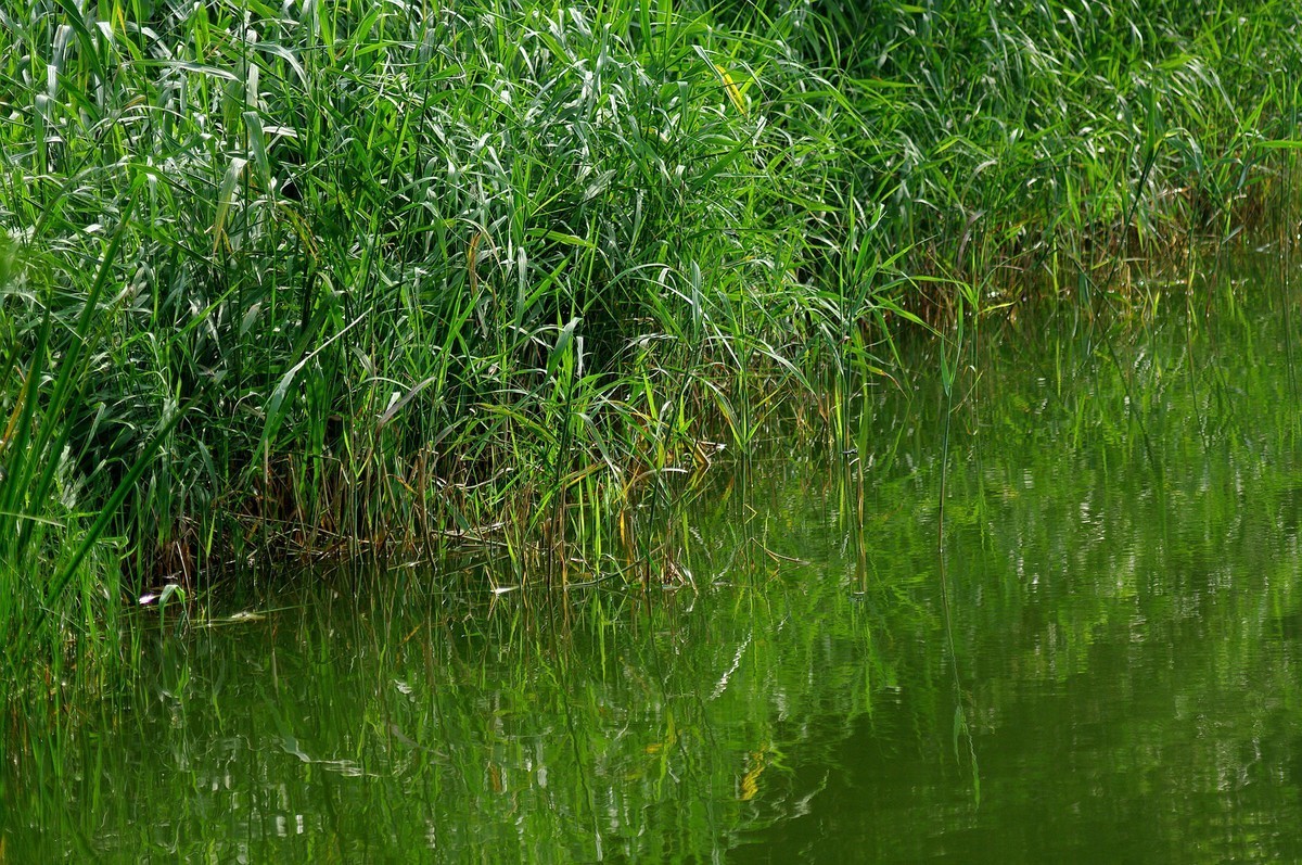 绿——让疲倦的心灵得到安宁与休息