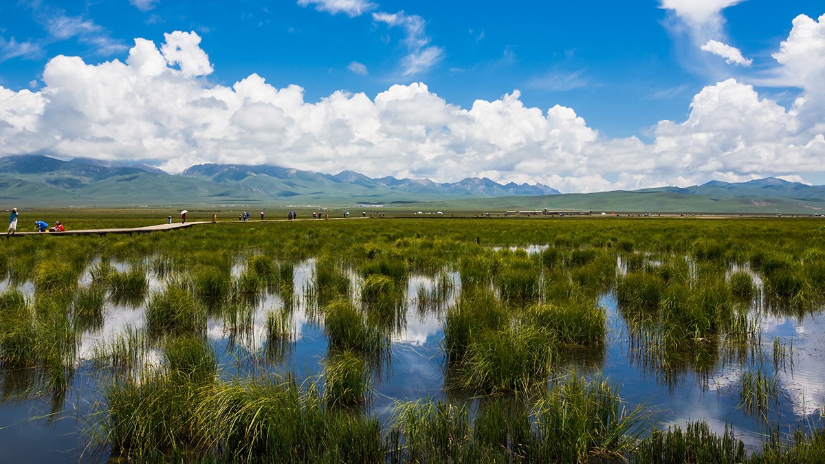 若尔盖  花湖湿地——2017川西北、甘南、青海自驾八日（4）