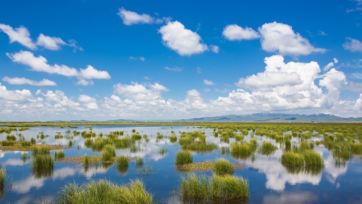 若尔盖  花湖湿地——2017川西北、甘南、青海自驾八日（4）