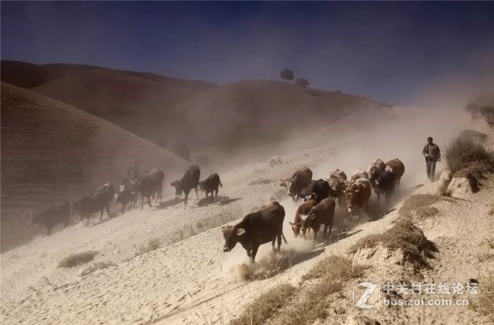 十一，金秋喀拉峻，你绝不能错过--气势恢弘的牧民秋冬转场