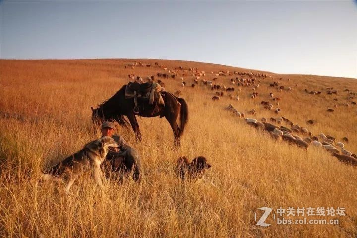 十一，金秋喀拉峻，你绝不能错过--气势恢弘的牧民秋冬转场