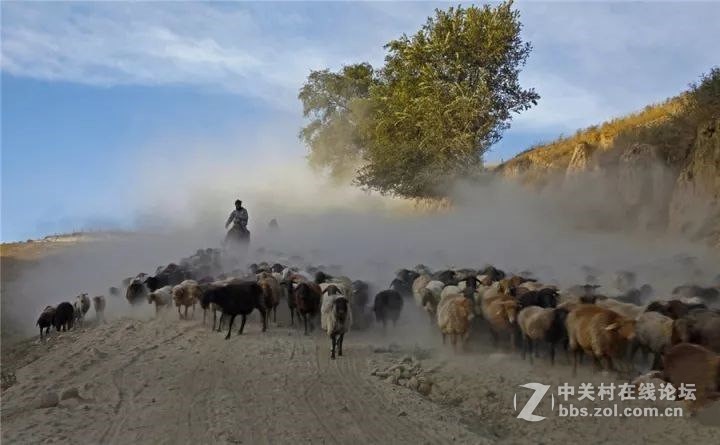十一，金秋喀拉峻，你绝不能错过--气势恢弘的牧民秋冬转场