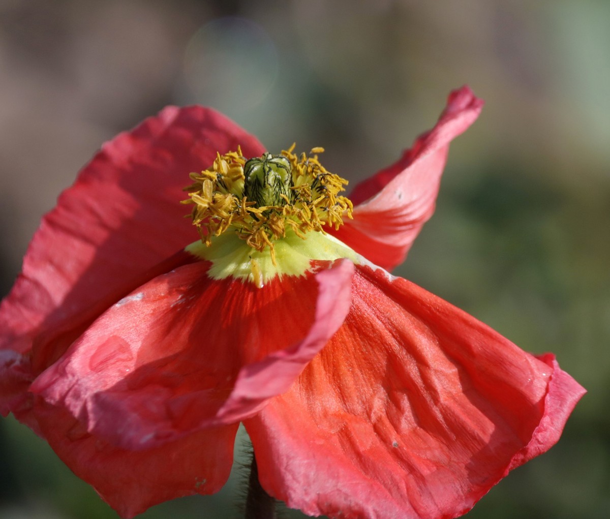 昨日入手5DsR试机