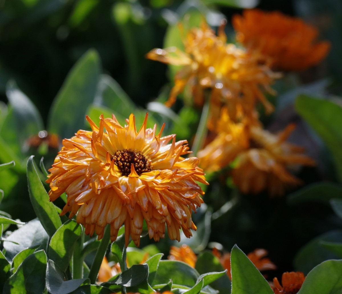 昨日入手5DsR试机