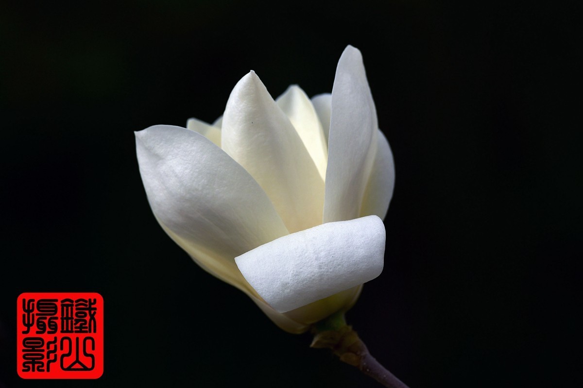 70-200mmf/2.8g老山休闲公园玉兰花