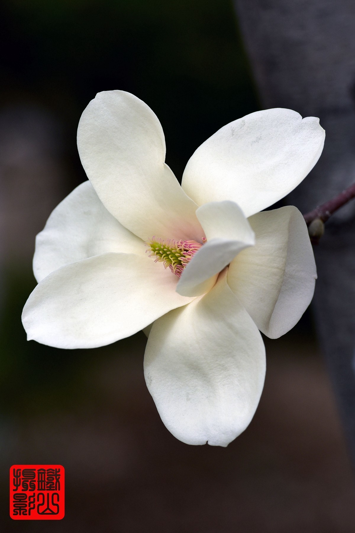 70-200mmf/2.8g老山休闲公园玉兰花