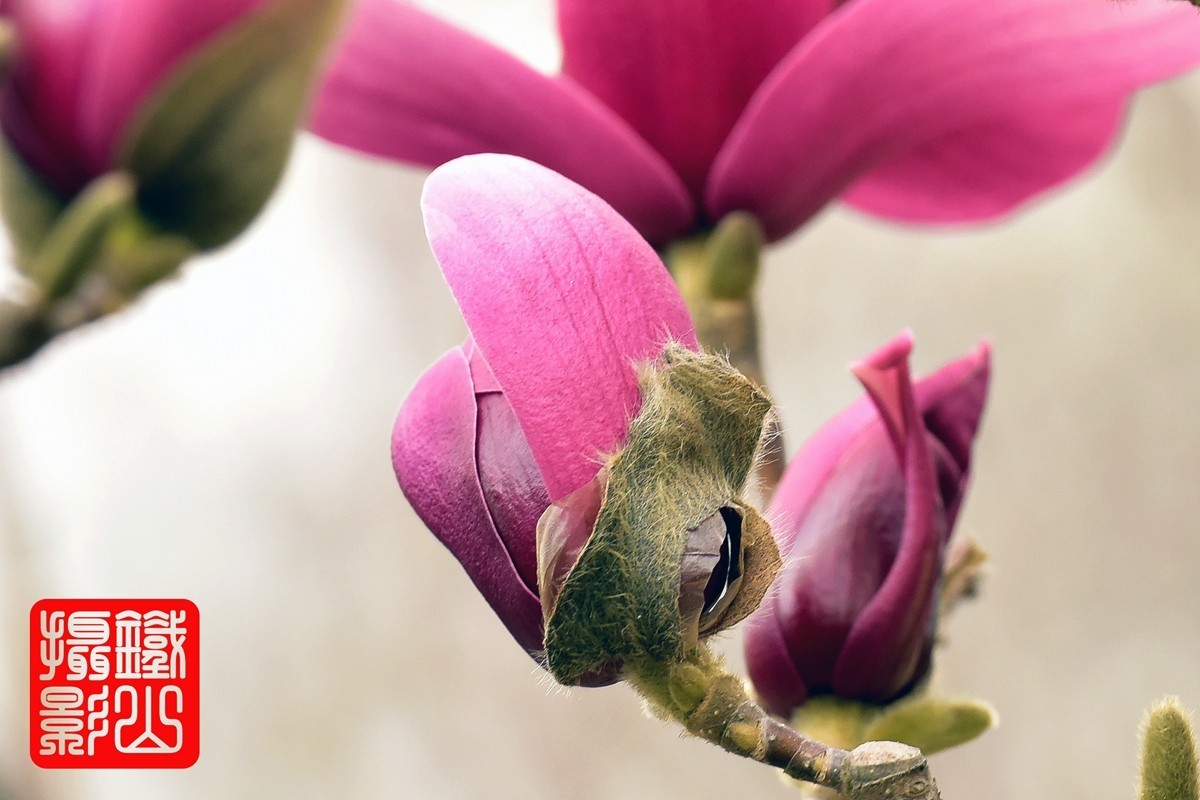 70-200mmf/2.8g老山休闲公园玉兰花